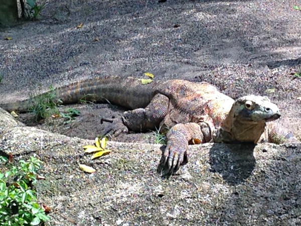 Komodo dragon