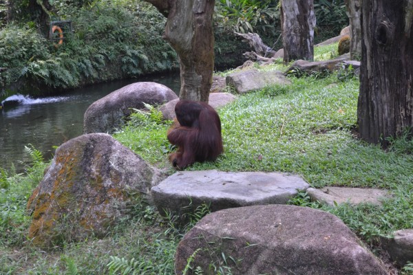 Orang-utan