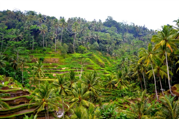 Rice terrace