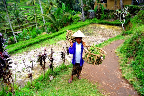 Tegalalang Rice Terrace