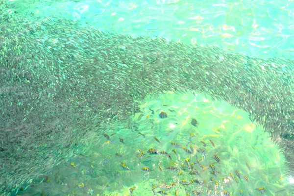 Abundance of fish