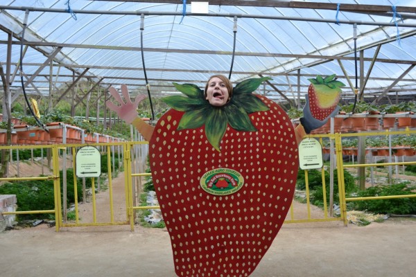 Edita, The Giant strawberry