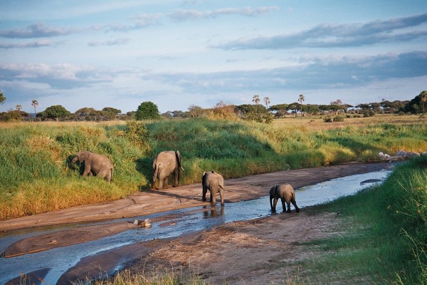 ELEPHANTS IN TARANGIRE PARK