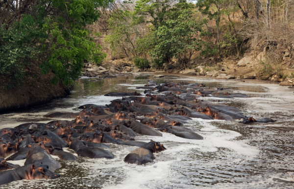 SELOUS GAME RESERVE PARK