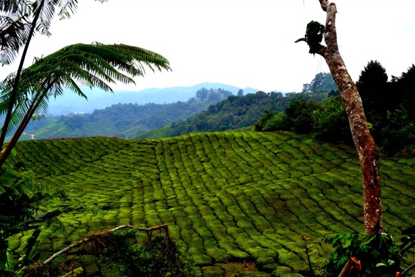 Tea plantage