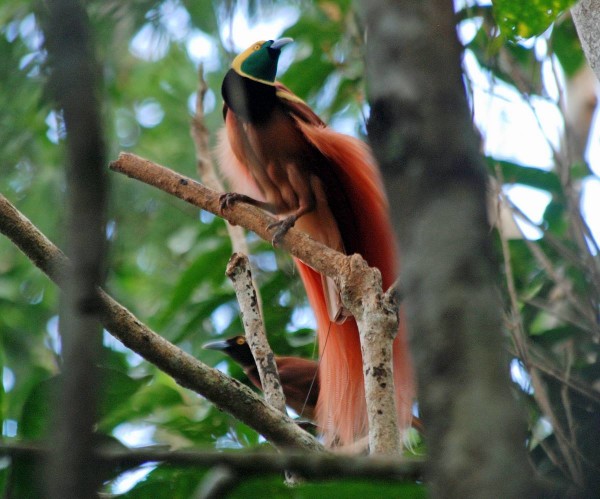 BIRD OF PARADISE