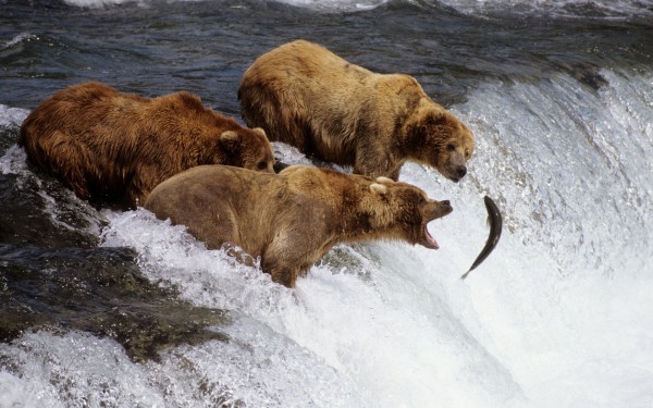 ALASKAN BROWN BEARS