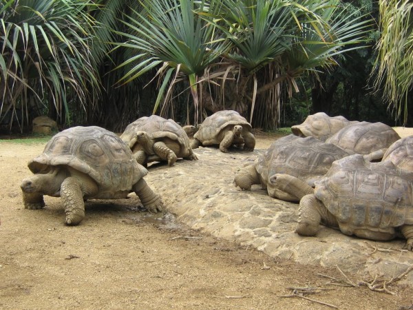 GIANT TURTLES