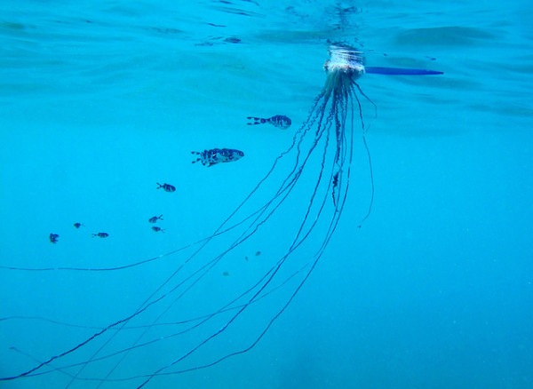 PORTUGUESE MAN O WAR JELLYFISH