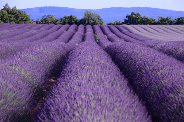 provence_fields_-_myhsu_-_4989914329