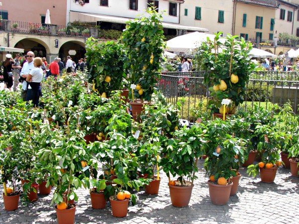 Castellina market day