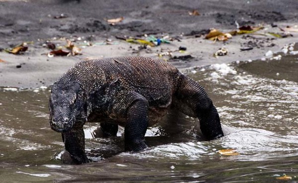 Komodo-Dragon-Flores-Indonesia