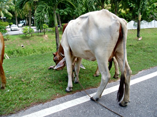 Regular day on the Asian Roads