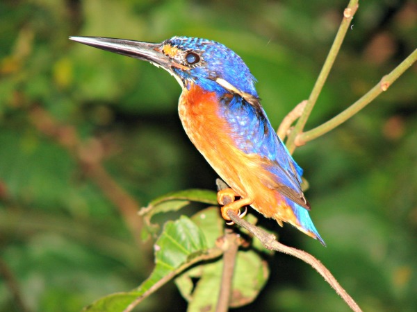 Blue-eard Kingfisher