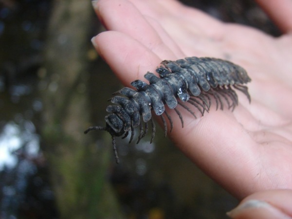 Flat-backed Millipede