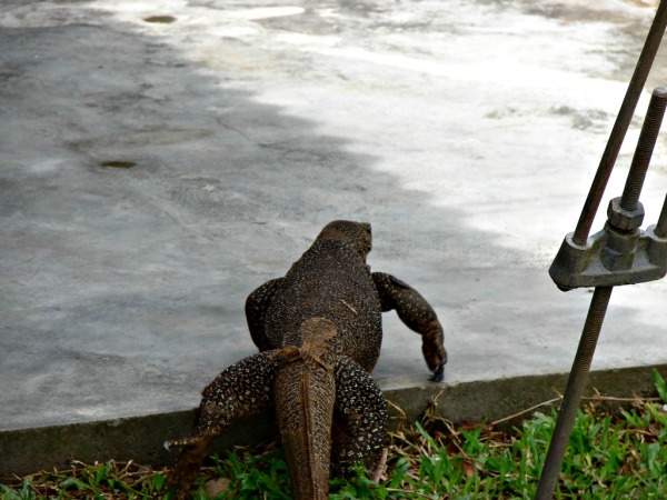 Monitor lizard