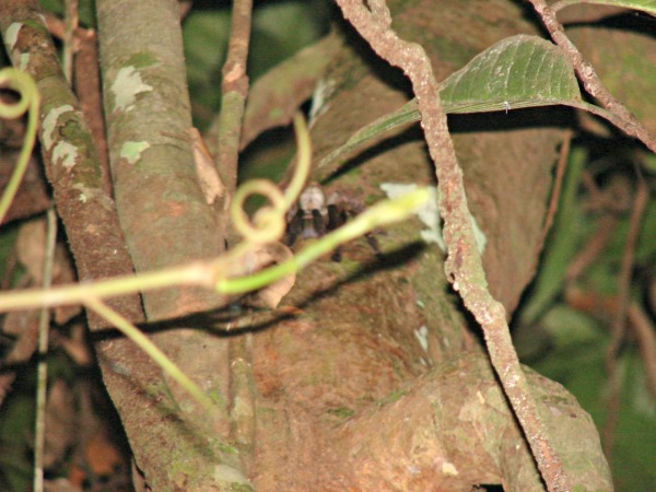 Tarantula