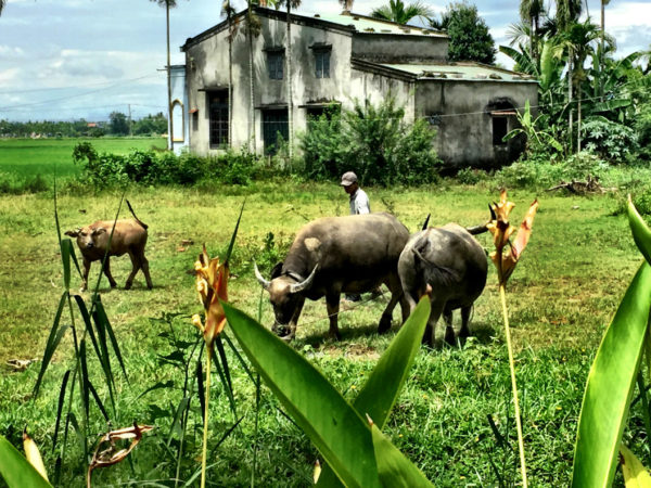 lama homestay Hoi An