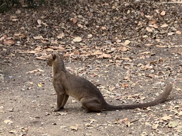 Fossa, the largest mammalian carnivore on Madagascar