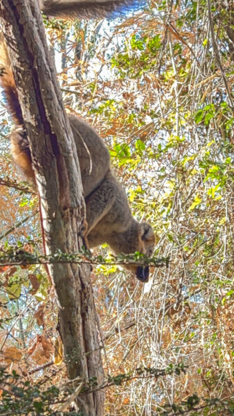 Brown lemur 