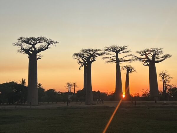 Sunset at the Baobab Avenue