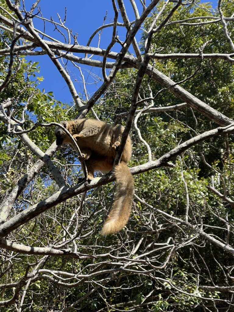 Brown Lemur