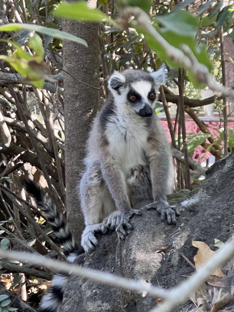 The ring-tailed lemur, also known as Maki 