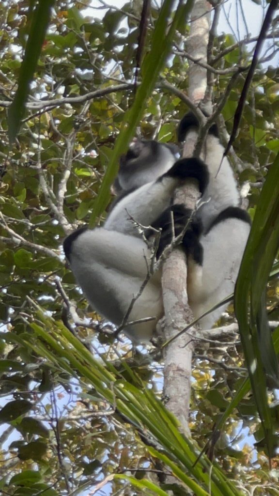 Indri Lemur