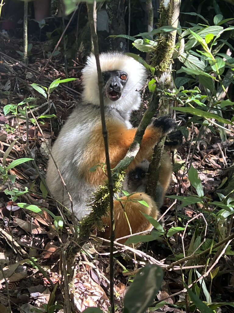 Diademed Sifaka Lemur, Andasibe