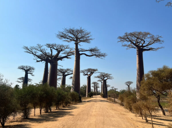 Baobab Avenue