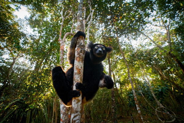 Indri Lemur in Andasibe NP