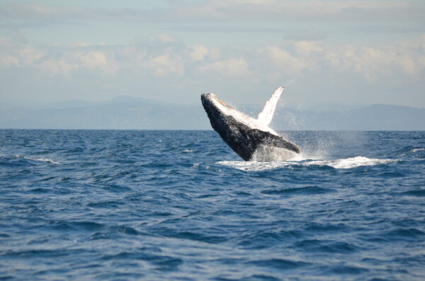 Humpback Whale breaching near Saint Marie Island, Madagascar